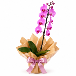Orquídea Decorada 1 Haste (PROMOÇÃO) Orquídea Decorada 1 Haste (PROMOÇÃO)